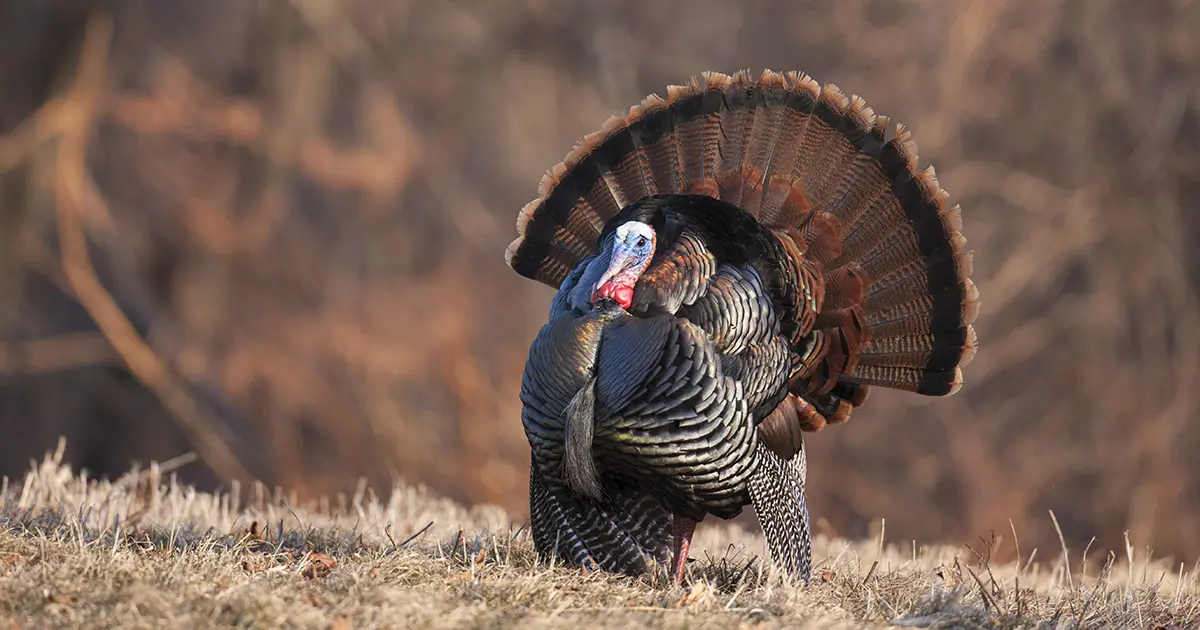 Best Places to Hunt Turkey