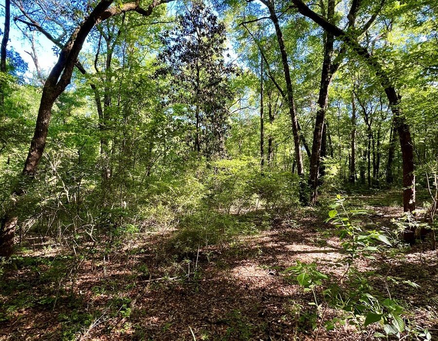 28ac Land for Sale with Pond and Creek - Deer Hunting