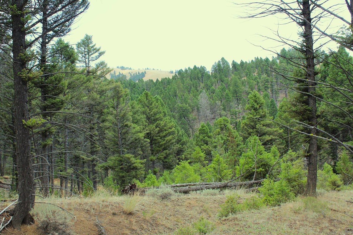 14 Acre Gold Mining Claim & Hunting Retreat Near Basin, MT