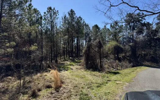 600 Acres Claiborne County Hunting Land Timber Investment