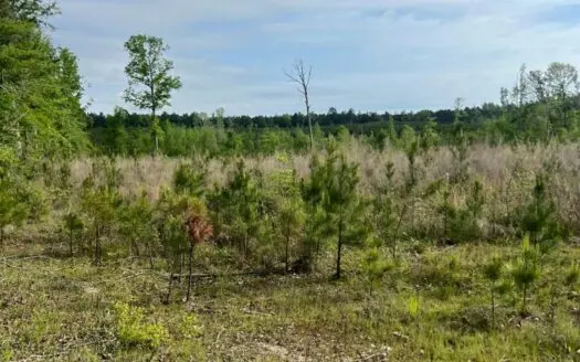 40 Acres Timberland for sale North Louisiana