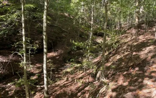 Newton County Land For Sale Bordering Ozark National Forest