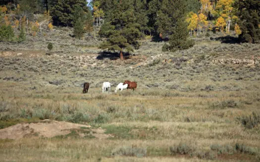 Colorado Recreation and Hunting Land