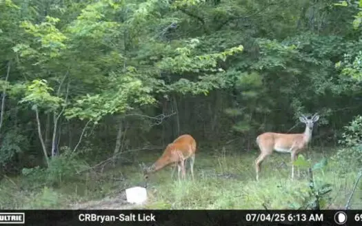 55 Acres For Sale in the Ozark Mountains. Mountain View AR