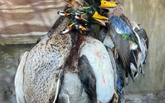 Hunting Recreational Property / Land For Sale In Louisiana