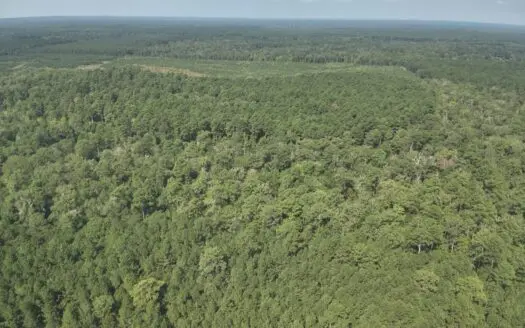 Planted Pine w/ Hardwood Hunting Areas for sale near Camden, AR