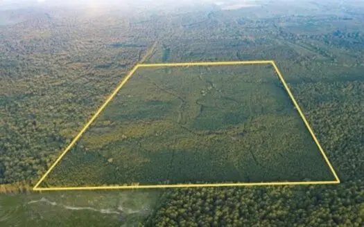 Claiborne Parish Timberland for Sale