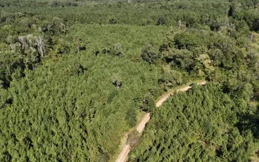 Timberland for Sale Union Parish – Arrant Place