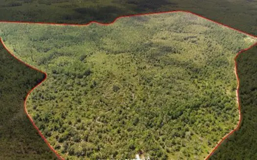 239 Acres of Hunting Land in Bronson, FL