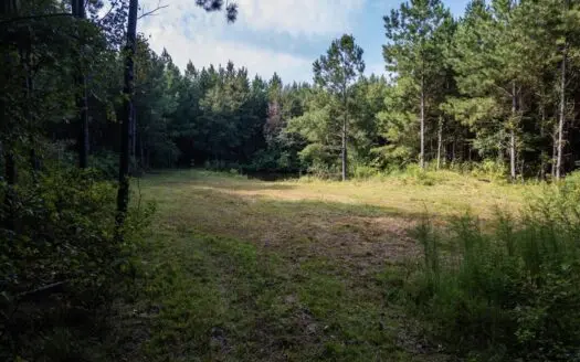 Hunting Land for Sale in Copiah County MS – Dixie Garden 46