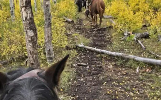 West Colorado Outfitting Business for Sale(NO Deeded property)