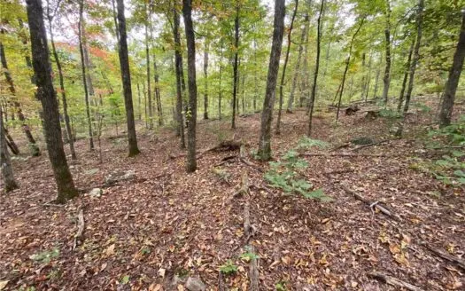 20 Acres Newton County Hunting Timberland For Sale Near Low Gap