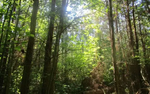 60 Ac Secluded Hunting Land In Lunenburg County, Va