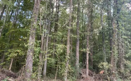 Wooded Land For Sale In Hardin County Tn
