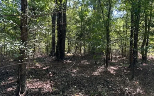 145 Acres Jefferson County Hunting Land Timber Investment