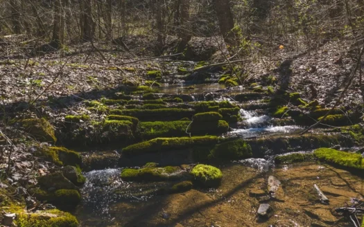 Untamed Tennessee Paradise: 10+ Acres, Spring Flow, Camper &