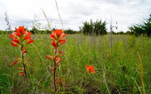 Hunting/Recreational Land For Sale, Kendrick, Ok