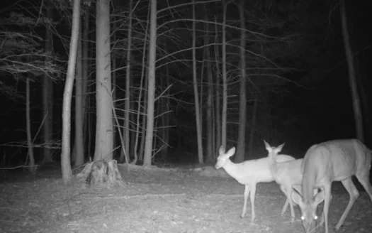 Hunting Property and recreational Property