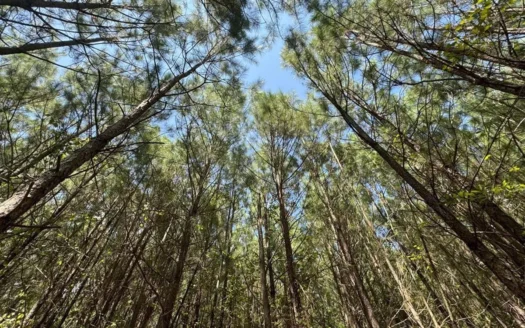 Expansive 60.53-Acre Investment Opportunity in Halifax, VA