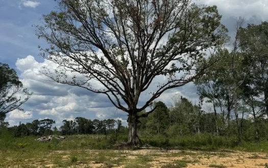 32 Acres Land for Sale Amite County, Mississippi