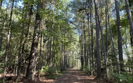 Timberland w/ Duck/Deer hunting habitat near Strong, AR for sale