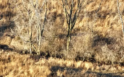 Truly Remarkable Parcel of Hunting Land Green Lake, WI