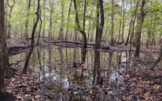 201.66± Acres of Timberland & Wildlife Habitat | Cass County