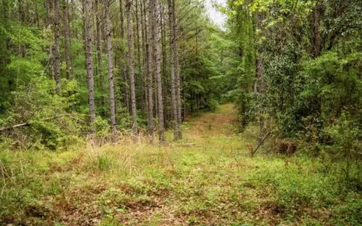 Hunting Property Homochitto Nat’l Forest Wilkinson Co MS