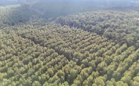 Prime Hunting Property in St Helena Parish, LA