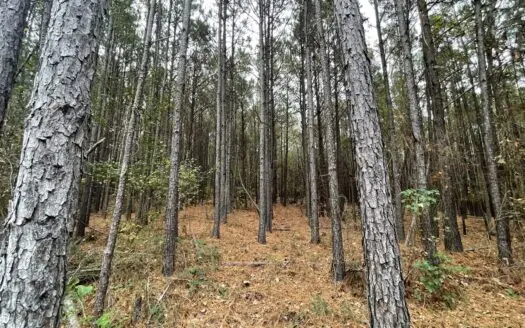 14.28 Acres Timberland for Sale Near Troup Smith County TX