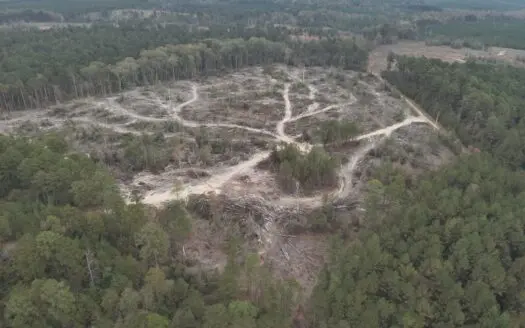 Harvested Timberland Property for Sale in Union County