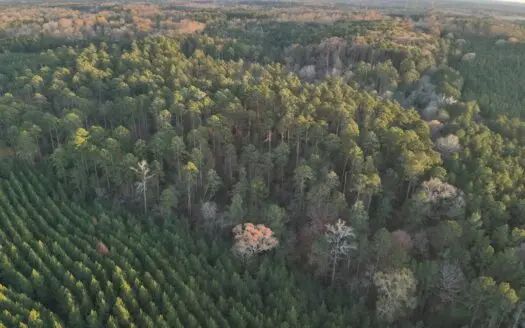 Mature Timberland Property for Sale in Lawson, AR