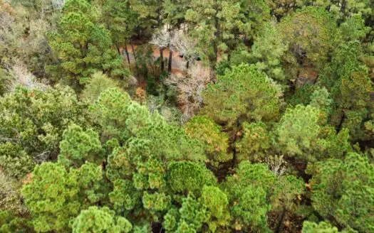 East Timber Land for Sale in Smith County near Troup Texas