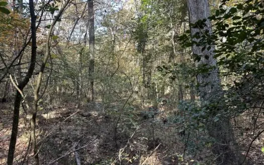 Saline County Prime Timberland Property for Sale