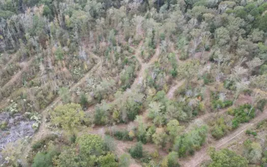 40 Acres of Prime Mixed Timberland with Creek