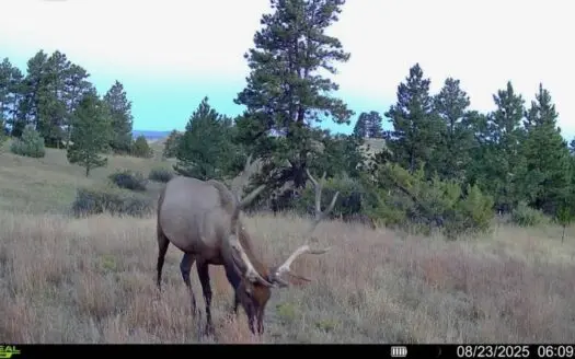 Pine Ridge Sanctuary – Premier Montana Hunting Land near Billings