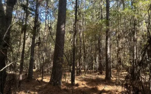 Prime Timberland Property near Bearden, AR