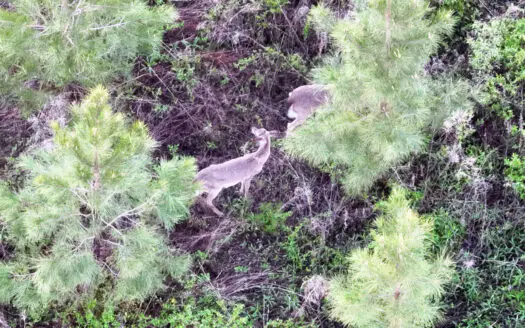 TBD-Tract 3 Cumbie Rd 29.72 Acres – Cumbie Rd, Grady/Decatur Cty