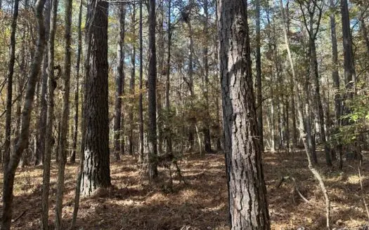 Hunting Property for Sale near Willisville