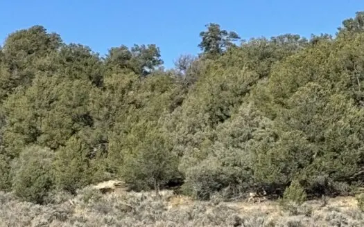 Northern New Mexico Land for Sale near Chama NM, Talavera