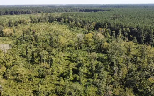 40 Acres For Sale Morehouse Parish