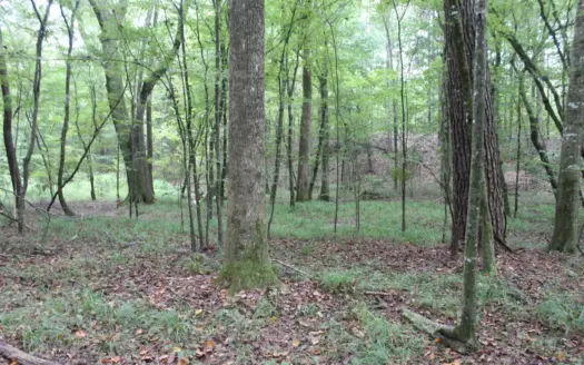 14.42 Acres Wooded & Surveyed Land in Lincoln County, Mississippi