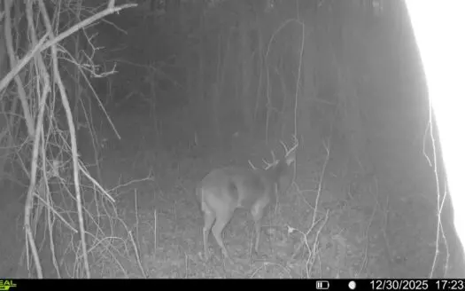 Recreational Timbered Tract Booneville MS