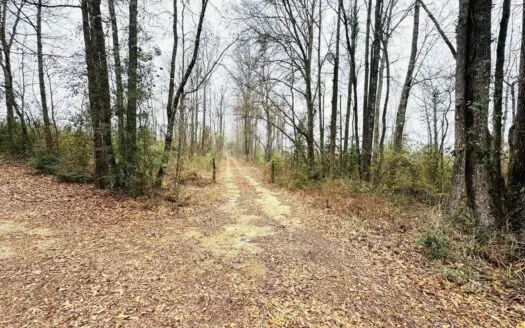 Hunting & Homesite Land Near Tylertown, MS