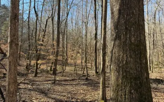 Hunting Land for Sale in Yalobusha County, MS