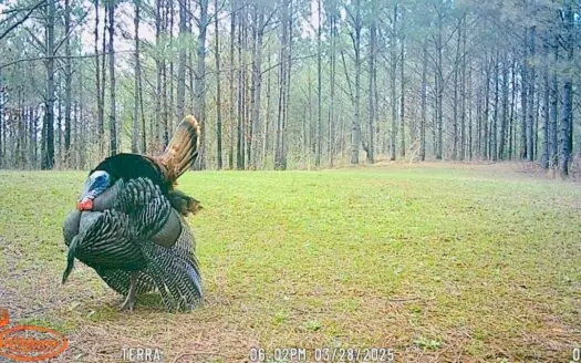 * Northeast MS HUNTING GETAWAY w/ CABIN & BARN built in 2022 *