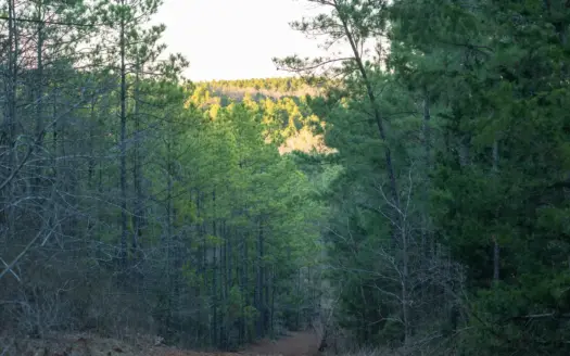 East TX Timber Hunting Land for Sale Ben Wheeler TX Van Zandt Co