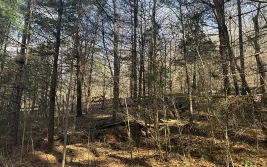 26.9+/- Acres Of Wooded Land – Hunting Property-  Yosemite Ky.