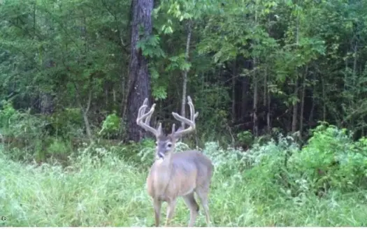76 Acre Homesite in Hazlehurst, Copiah County, MS
