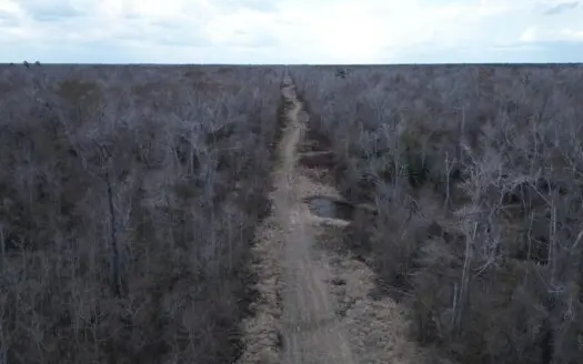 700 Acres in Allen Parish, Louisiana